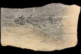 Discosauriscus (Permian Reptiliomorph) With Pos/Neg Split #125589-6